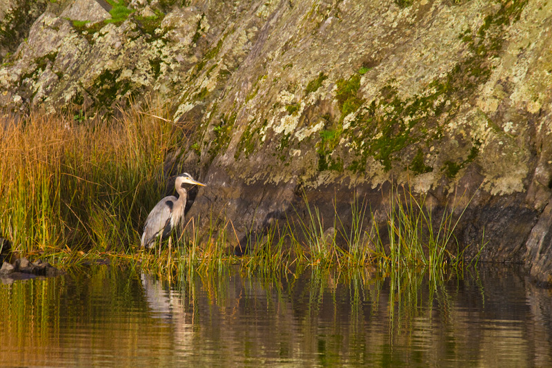 Great Blue Heron